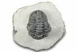 Curled Pedinopariops Trilobite - Mrakib, Morocco #287670-2